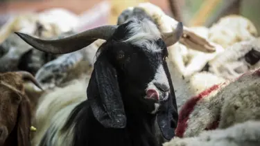 Kurban Bayramı tarihi 2025: Kurban Bayramı ne zaman idrak edilecek?