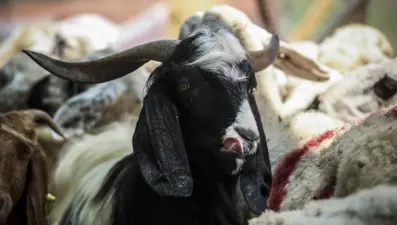 Kurban Bayramı tarihi 2025: Kurban Bayramı ne zaman idrak edilecek?