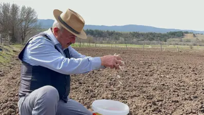 77 yaşında gençlere taş çıkartıyor: Taşköprü sarımsağıyla geçimini sağlıyor