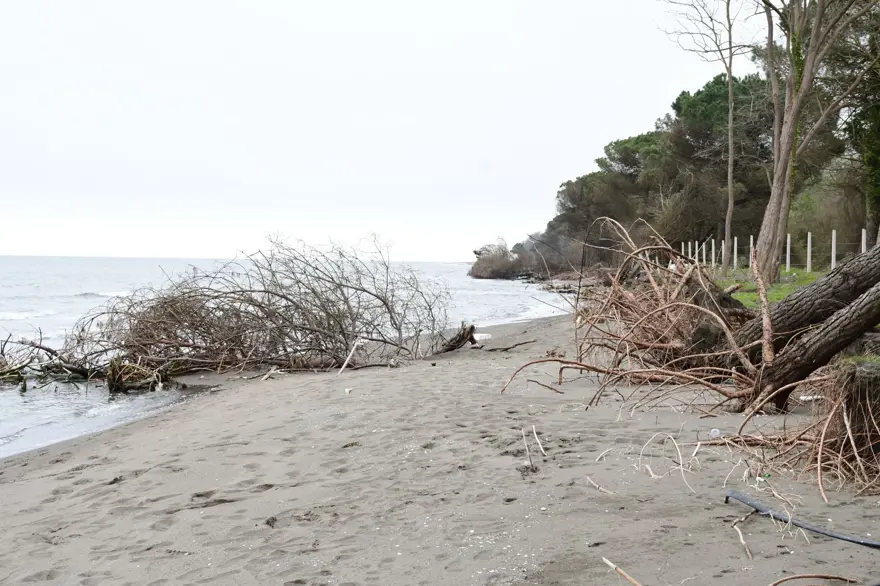 Terme Ovası'nda kıyı erozyonu ağaçları devirdi 7
