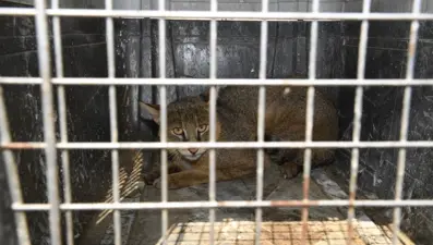 Yaralı bulunan saz kedisi, 4 ay sonra doğal yaşam alanına bırakıldı