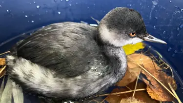 Bitkin batağan bakımın ardından doğaya salındı