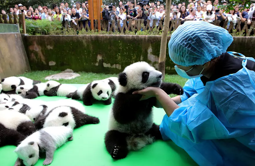 Yeni doğan 23 panda görücüye çıktı 5 Yeni doğan 23 panda görücüye çıktı 5