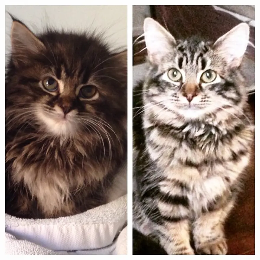 Hayatını kedileri kurtarmaya adadı 132