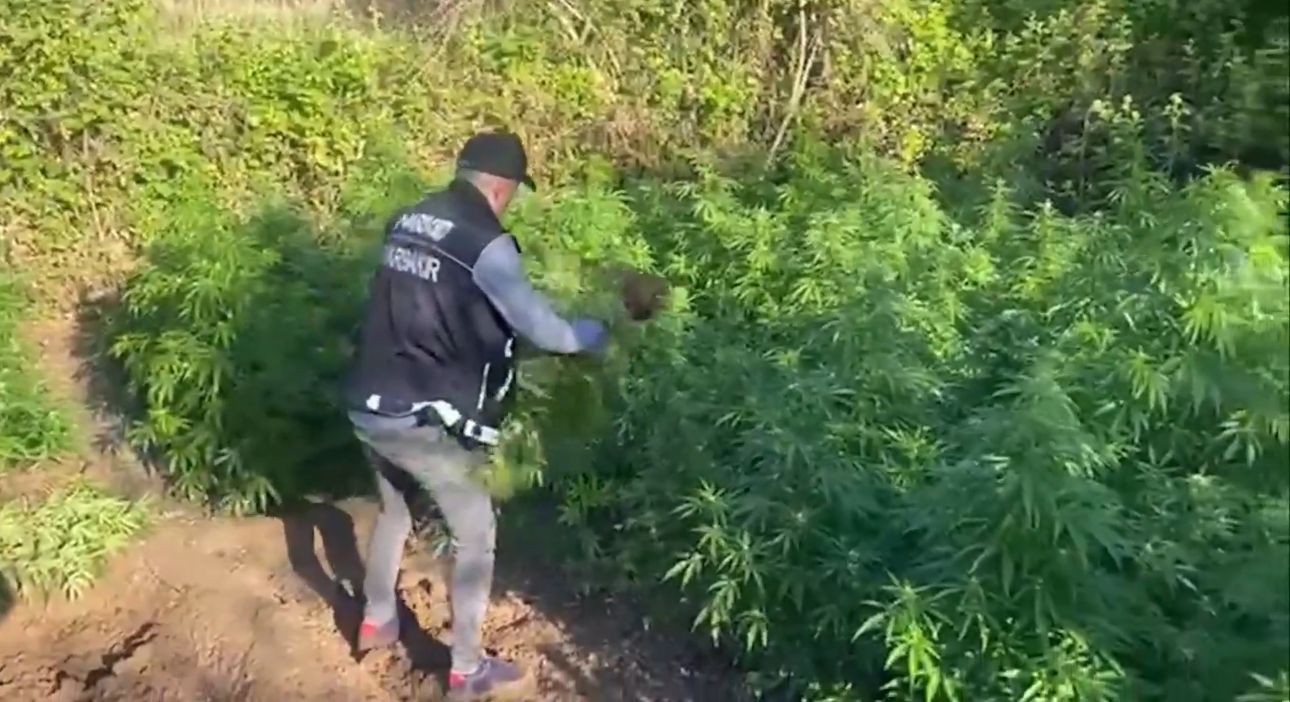 Hevsel Bahçeleri'nde uyuşturucu operasyonu: Binlerce kök kenevir ele geçirildi