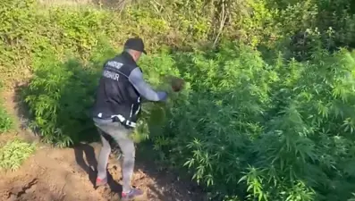 Hevsel Bahçeleri'nde uyuşturucu operasyonu: Binlerce kök kenevir ele geçirildi