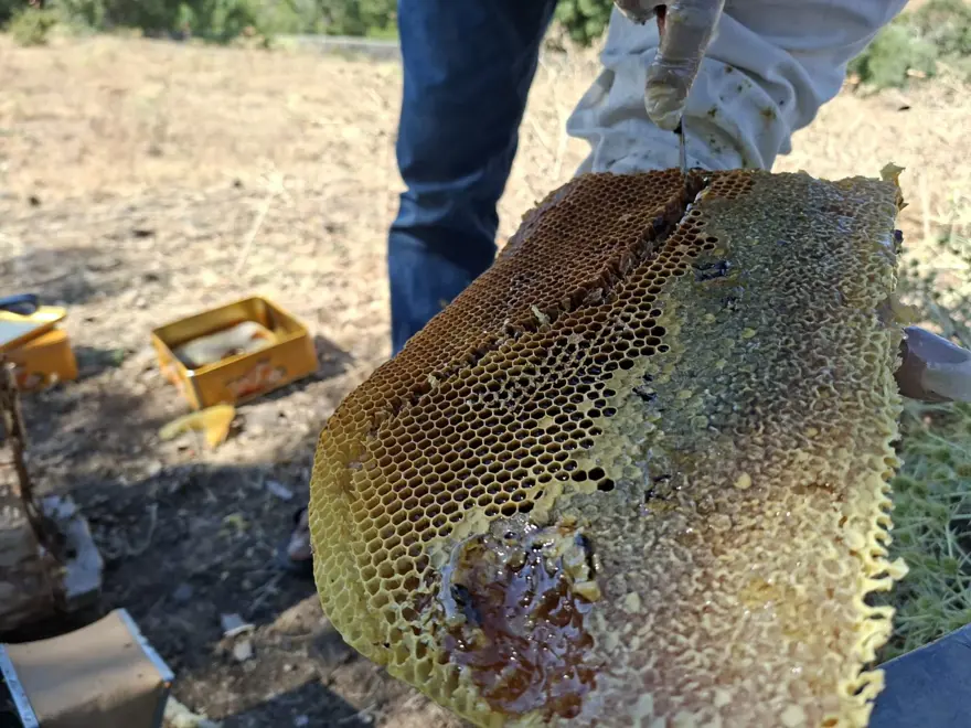 Kilosu 3 bin 500 TL: Geleneksel yöntemle hasat başladı 2