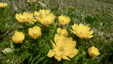 150 yıl sonra Giresun'da yeniden  görüldü