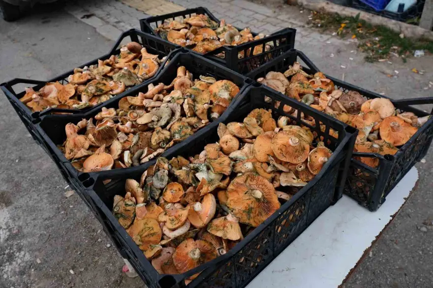 KANLICA MANTARI TARİFİ 3