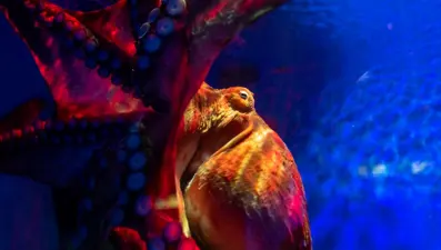 İnsanlık yok olduğunda Dünya'yı ele geçirecek tür belli oldu