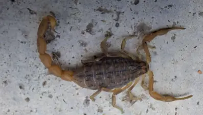 Çorum’da zehirli akrep paniği