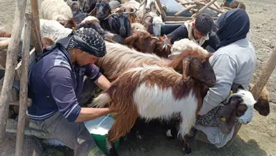 Teknolojiden uzak şartlarda üretim: Yaylada kalan göçerler peynir yapıyor