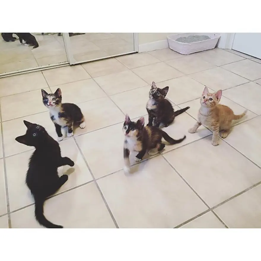 Hayatını kedileri kurtarmaya adadı 356