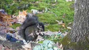 ABD'de ürküten görüntü: Zombi sincaplar bahçelere dadandı