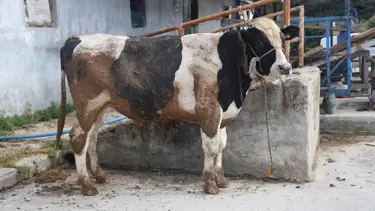 Sosyal medyada kurbanlık vurgunu: 200 bin TL'sini kaptırdı