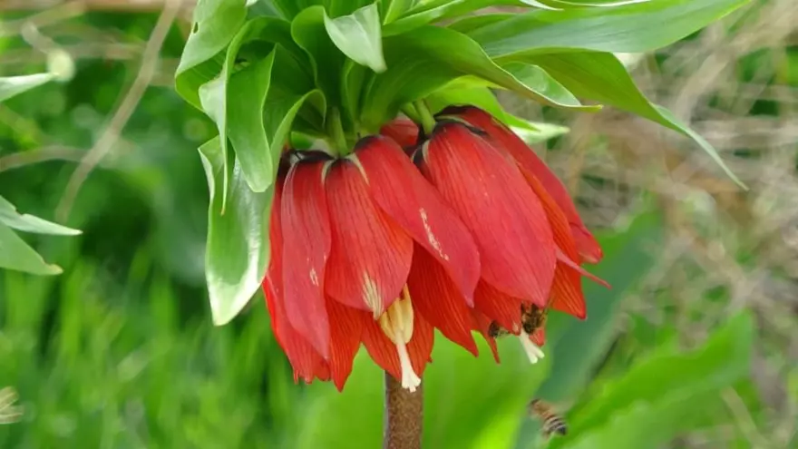 Yılın sadece 20 günü yaşıyor, başında nöbet tutuyorlar: Koparmanın cezası 244 bin lira! 