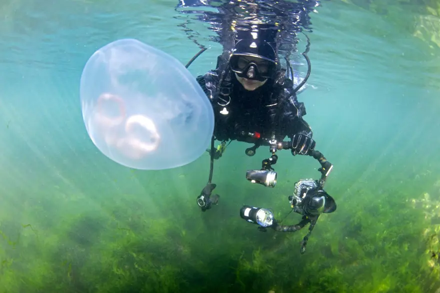Marmara'da görülen ay denizanası için uyarı 1 Marmara'da görülen ay denizanası için uyarı 1