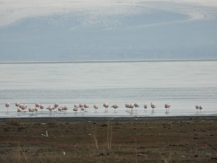 Van Gölü'nde flamingolar göç etmedi 6