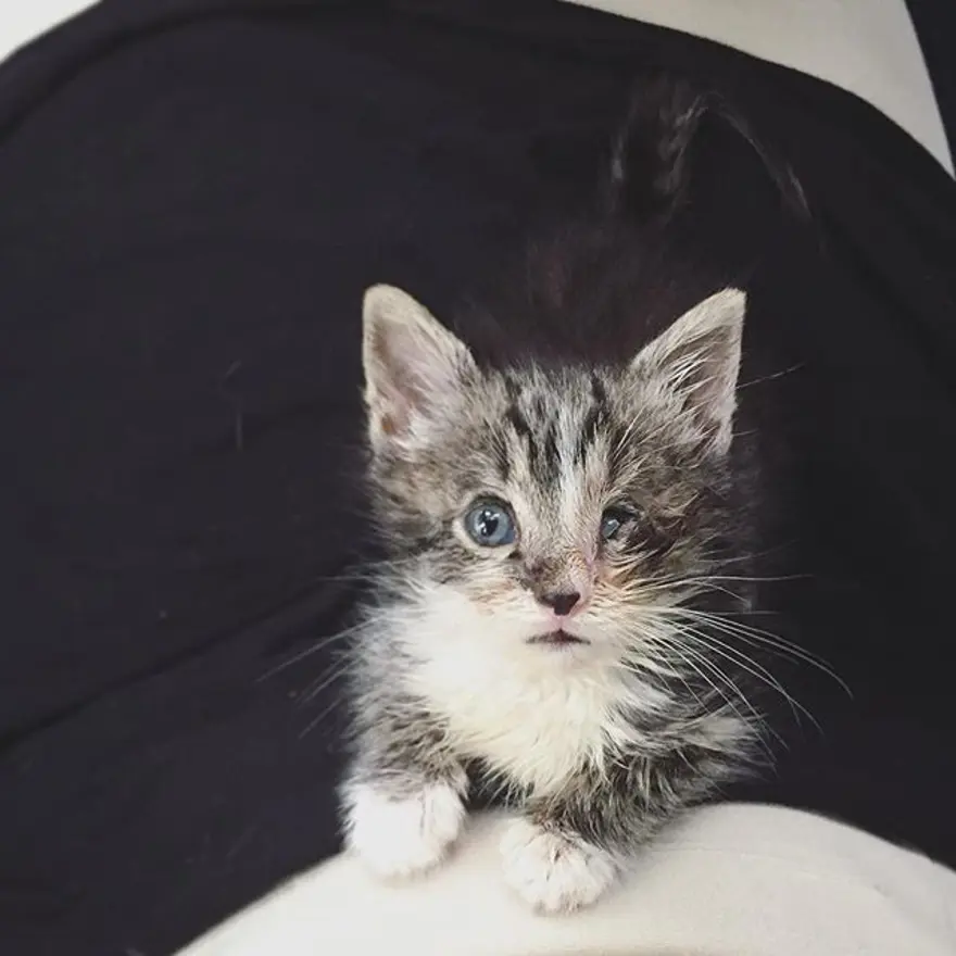 Hayatını kedileri kurtarmaya adadı 319