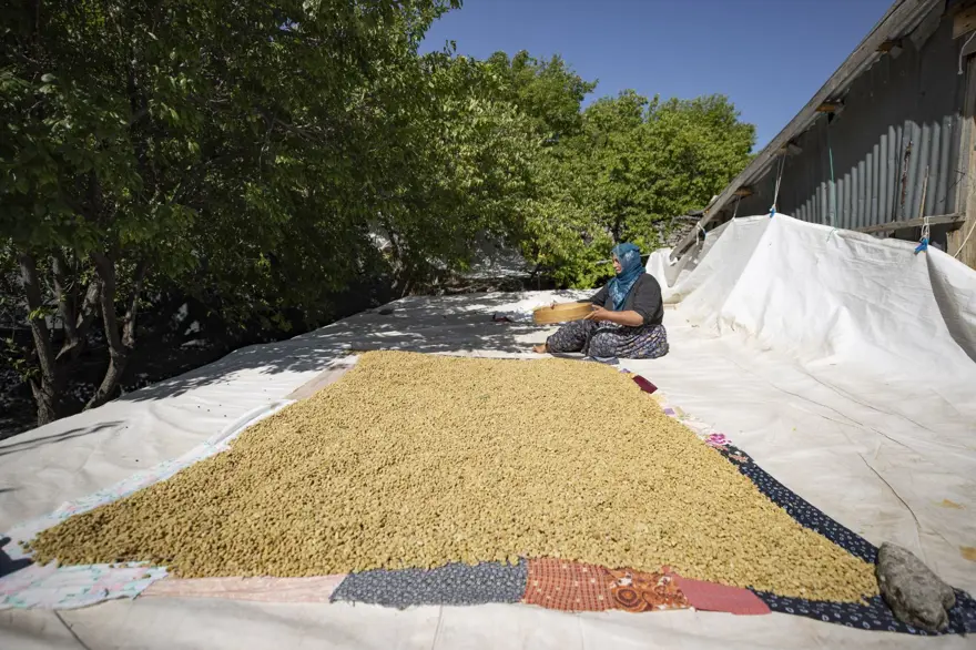 Coğrafi işaretli "Ulukale Dutu" geçim kaynağı oldu! Güneşin karşısında kurutuluyor, elekten geçirilerek hazırlanıyor 2