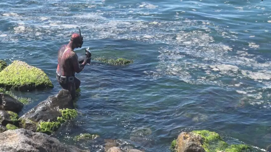 Deniz dibini saran 'Deniz salyası' görüntülendi 8