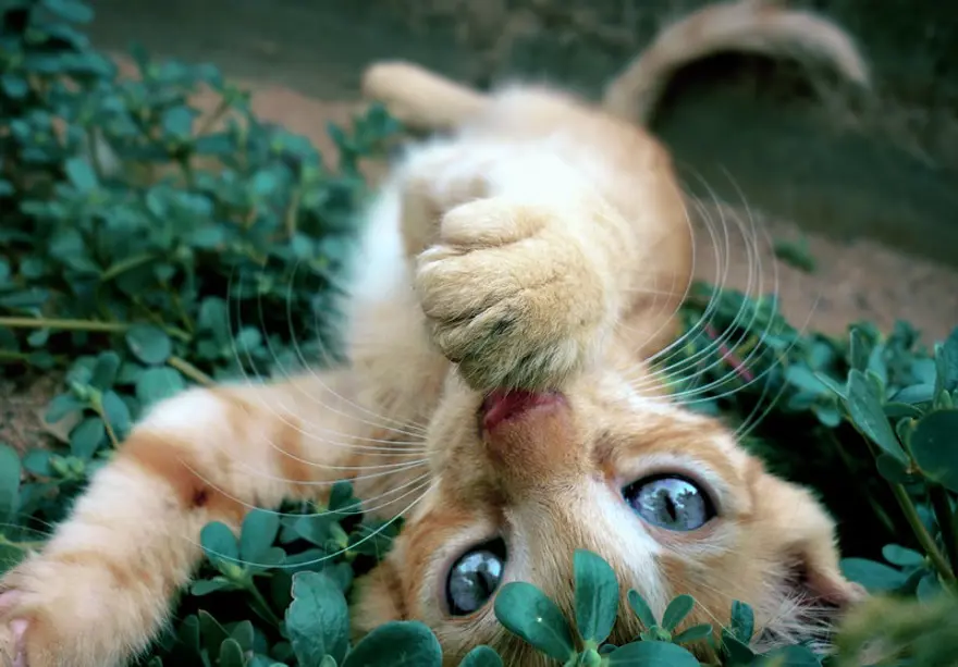 İnternetin yeni fenomenleri 122