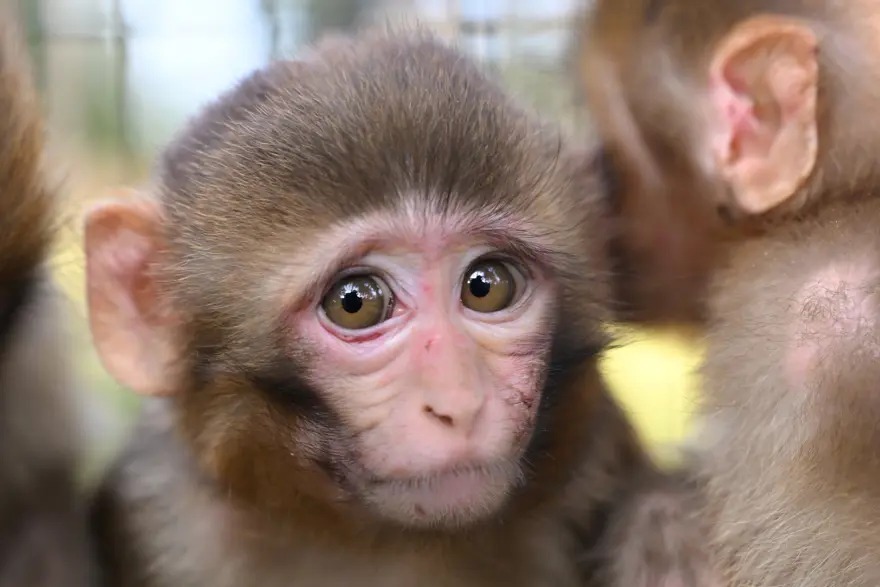 3 maymuna el konuldu. Yavrular özel bakıma alındı