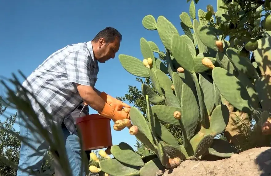 Kurak tarlalardan gelen lezzet dondurmaya dönüştü: Hasat dönemi devam ediyor 2