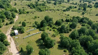 Edirne'de bal ormanı: Gezgin arılar konaklıyor