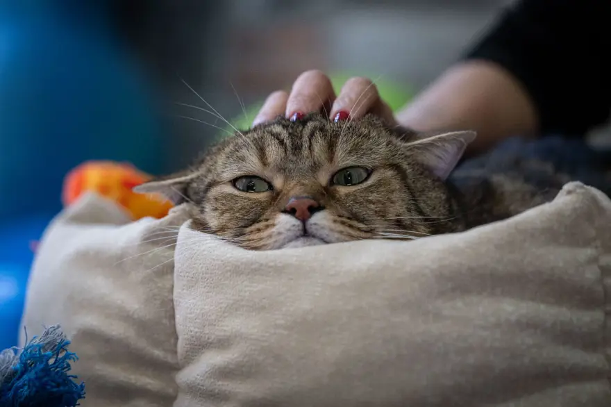 Obez kedi Simba: Pilates yaparak, havuzda yüzerek zayıflamaya çalışıyor 4