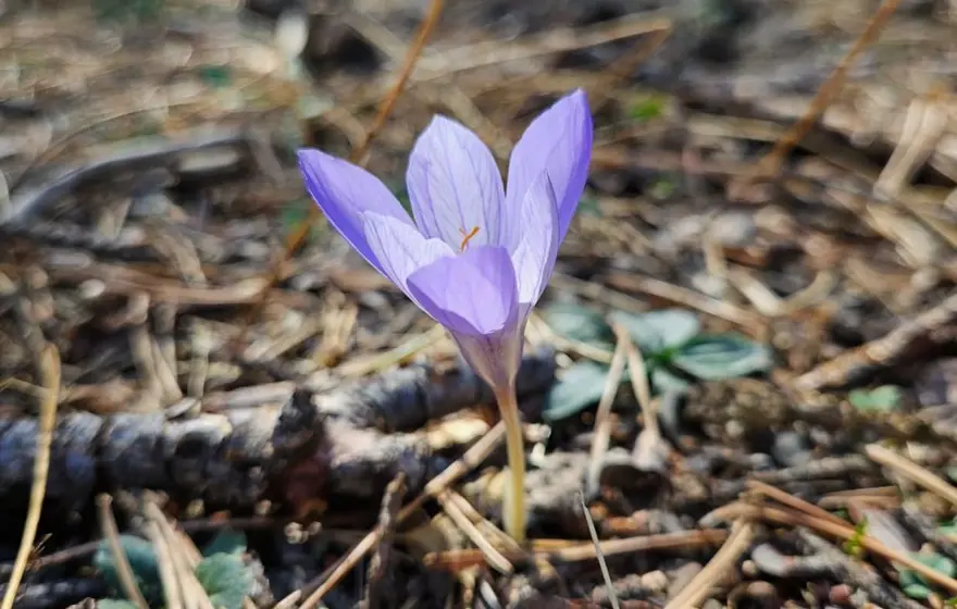 "Güz çiğdemi" olarak da biliniyor: İlçeye yaklaşık 15 kilometre uzaklıkta 1 "Güz çiğdemi" olarak da biliniyor: İlçeye yaklaşık 15 kilometre uzaklıkta 1