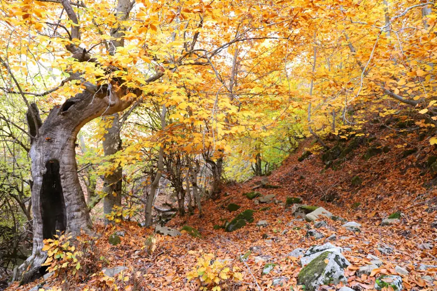 Kahramanmaraş'taki Akifiye Yaylası'na sonbaharın renkleri hakim oldu 