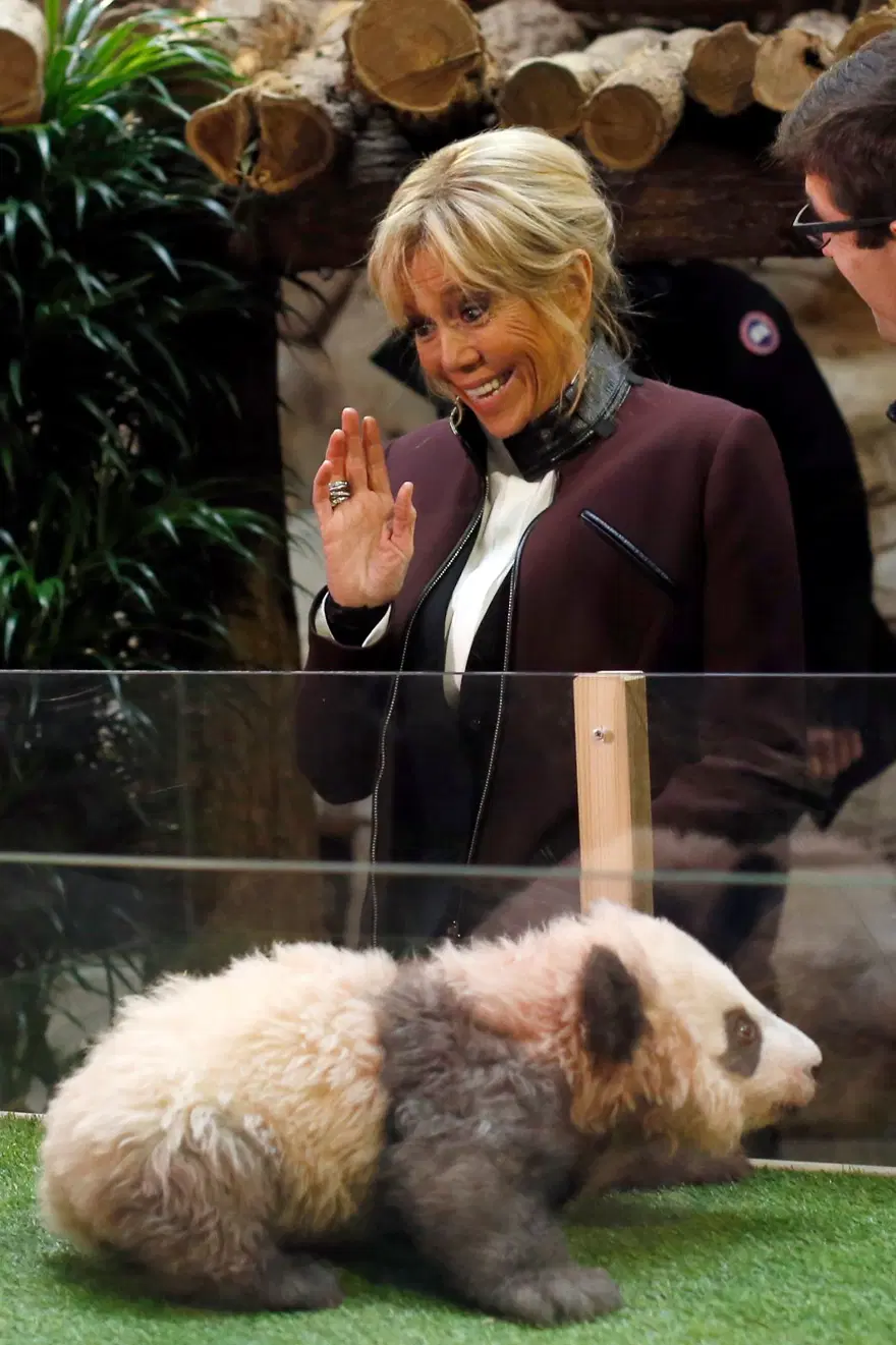 Fransa'da doğan ilk panda Yuan Meng'e uzun yol görevi: Neslini devam ettirecek Fransa'da doğan ilk panda Yuan Meng'e uzun yol görevi: Neslini devam ettirecek
