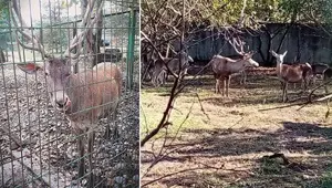 Hayvanat bahçesindeki geyiği kaçırıp yiyen 2 kişi tutuklandı