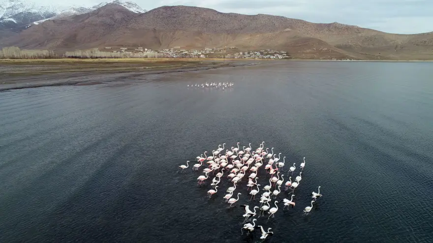 Van Gölü'nde flamingolar göç etmedi 9