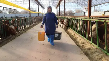 Bir inekle başladı, çiftliğindeki hayvan sayısını 780'e çıkarttı