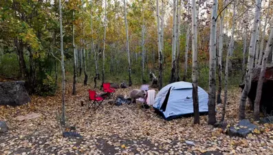 Bitlis'te piknikçiklerin çadırına ayılar dadandı! Drone kamerası anbean görüntüledi