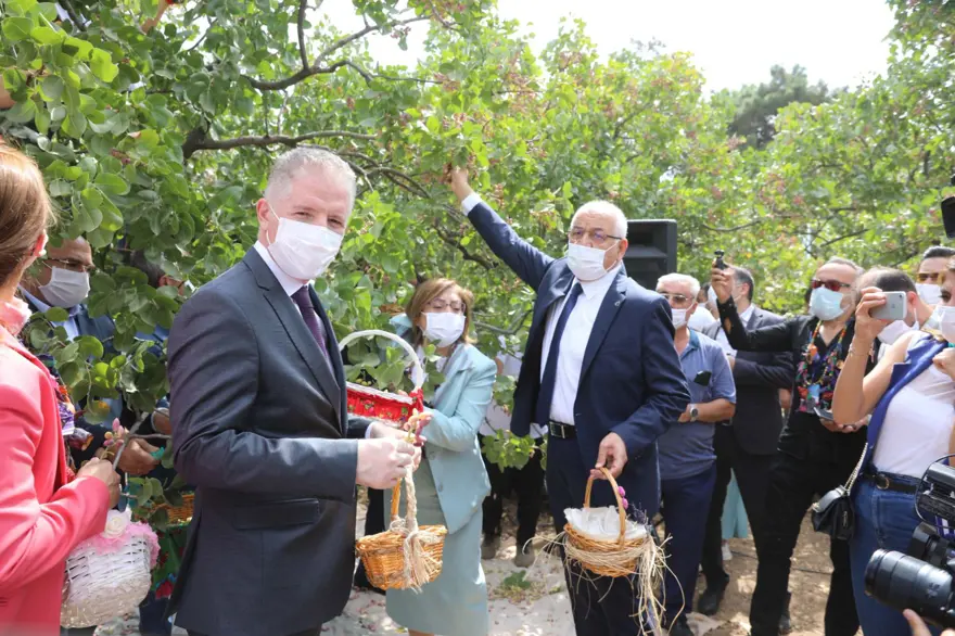 GastroAntep Festivali, fıstık hasadı ve şire yapımı ile başladı 1