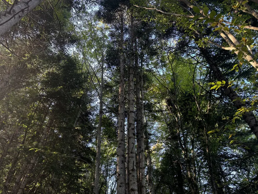 Küre Dağları'nda aynı kökten büyüyen 6 köknar ağacı keşfedildi 
