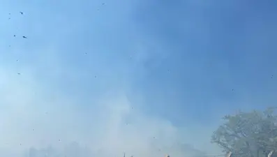 Armutlu’da zeytinlik yangını