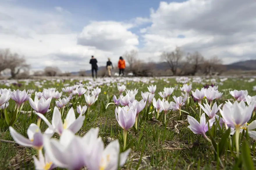 Tunceli'de baharın müjdecisi çiğdem ve nergisler çiçek açtı 4
