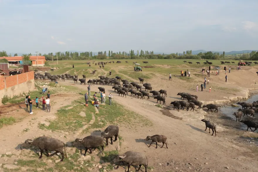 Afrika Serengeti Parkı değil Balıkesir Ovası 10