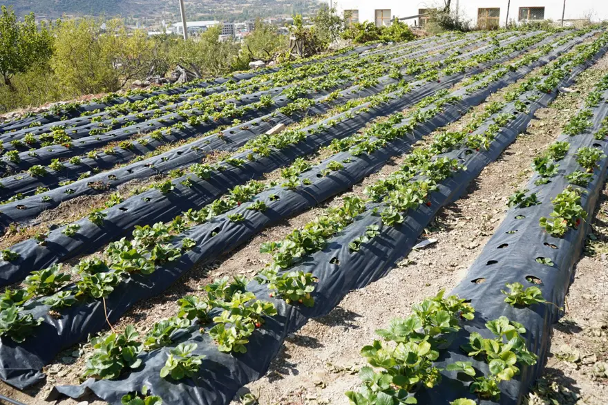 85 yaşındaki İbrahim dedenin "Hayır Bahçesi": 30 yıldır ücretsiz dağıtıyor 6