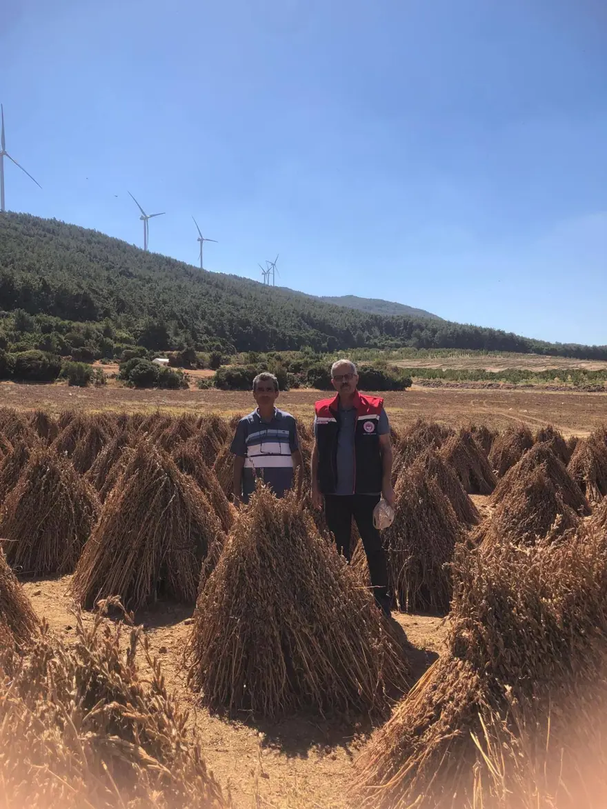 80 dekarlık alana ekildi, 3 bin 200 kilo verim bekleniyor: Hasat zamanı geldi 3 80 dekarlık alana ekildi, 3 bin 200 kilo verim bekleniyor: Hasat zamanı geldi 3