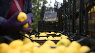 Tarla ile market arasında büyük makas: 5 kat daha fazlaya satılıyor