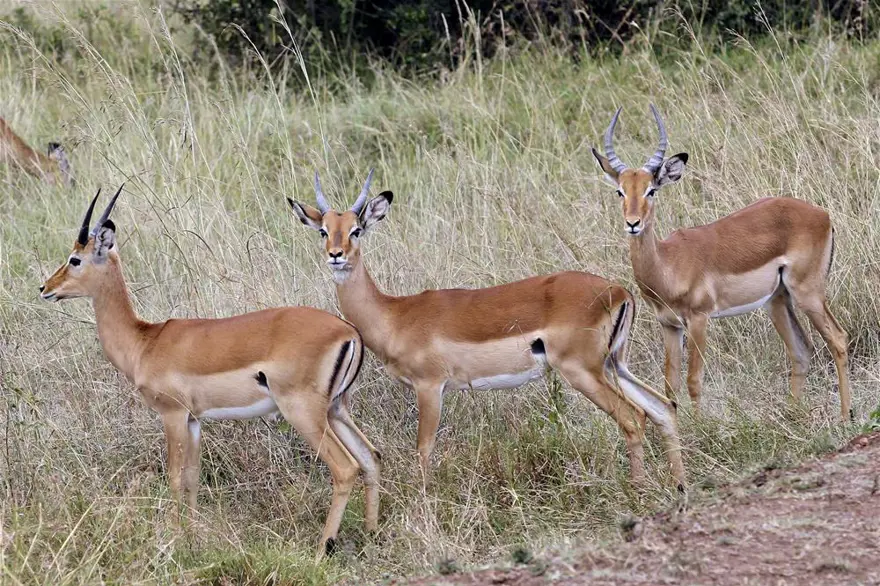 'Doğanın gözyaşı' 17