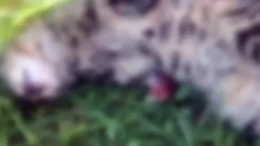 Manisa'da vahşet: Bacakları kesilmiş kedi bulundu