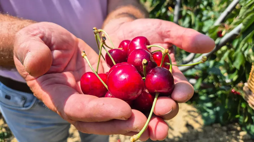 TARLADA 130 İLE 250 ARASINDA 1 TARLADA 130 İLE 250 ARASINDA 1