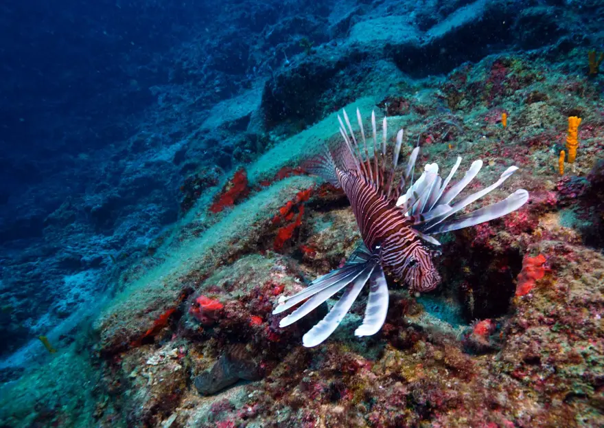 Antalya'da 3 bin 600 yıllık gemi batığı (Sualtının Göbeklitepesi) 6 Antalya'da 3 bin 600 yıllık gemi batığı (Sualtının Göbeklitepesi) 6