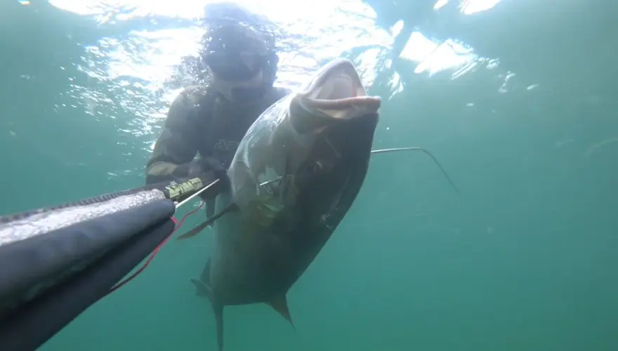 Çanakkale'de yakaladı, kıyıya çıkardı: 1.8 metre boyunda 63 kilogram 1